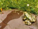 galabau steine im garten